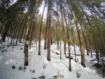 有松树和杉树的冬季森林。 雪。 白雪覆盖的树。 乌克兰喀尔巴阡山。