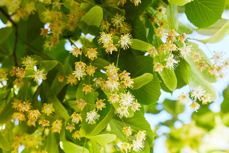 开花林登枝在六月日。 林登花的背景。 柔和的焦点。