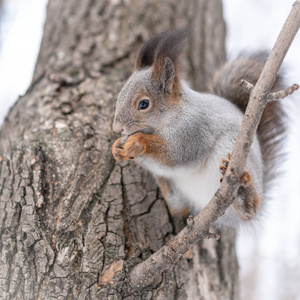 松鼠吃坚果,逗乐地把腿放在树上照片