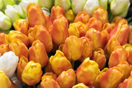 郁金香。美丽的郁金香花与露珠。春天的花朵是爱的象征