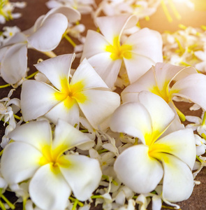 背景花美丽热带花园白花李梅花