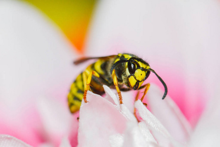 蜜蜂在粉红色的花宏上