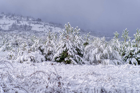 覆盖着雪的天然松树。