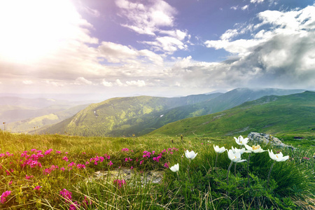 美丽的景色，粉红色杜鹃花盛开在山坡上，雾山，绿草如茵，喀尔巴阡山，远处有戏剧性的云彩。 自然概念的美。