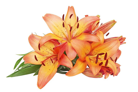 橙色百合花图片
