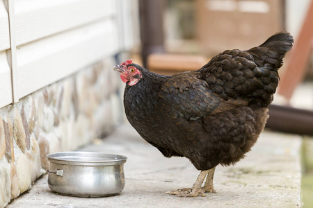 大，漂亮，漂亮的黑色母鸡，在阳光明媚的夏日，在模糊的白宫墙壁背景下，从院子里的平底锅里喝水。 养殖家禽鸡肉和鸡蛋的生产理念。