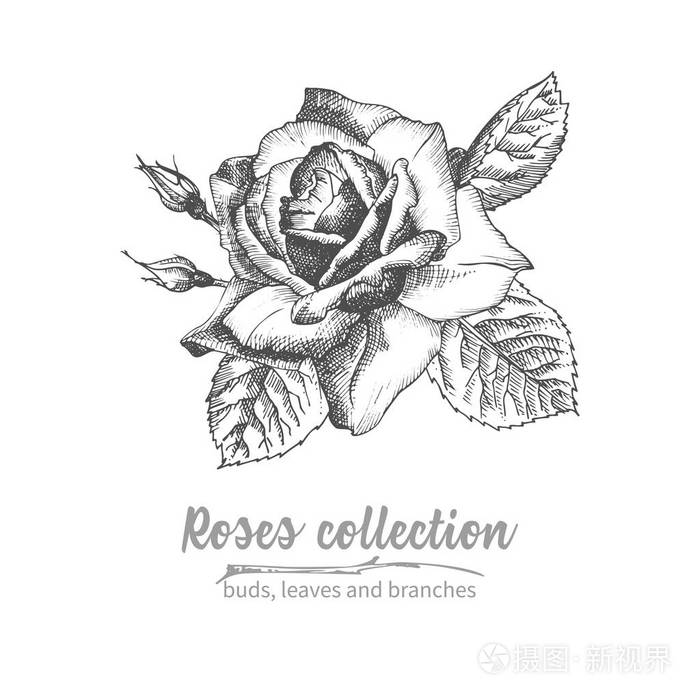 插画 手绘素描玫瑰花束,详细的复古植物结构,花黑色剪影,在白色背景上