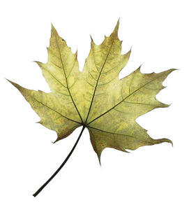 枫叶床单白色背景下的枫树叶子照片