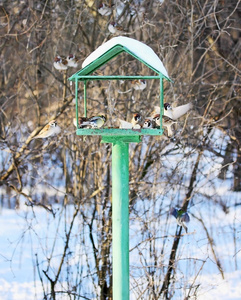 冬季鸟类食槽