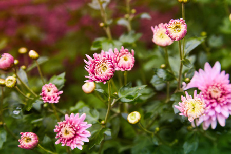 菊花花作为背景特写..粉红色和紫色菊花。菊花墙纸。花卉背景。有选择的焦点。