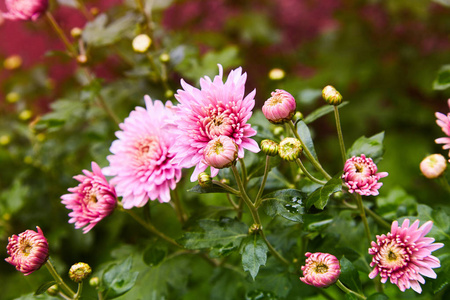 菊花花作为背景特写..粉红色和紫色菊花。菊花墙纸。花卉背景。有选择的焦点。