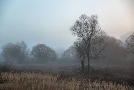 晨雾中的神秘秋树