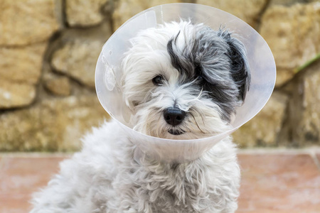 Havanese犬，带有Elizabethan塑料项圈，用于手术后保护