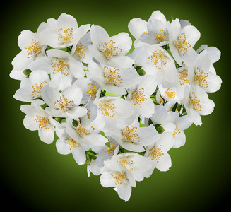 茉莉花。用白色背景上的茉莉花制成的心。 爱情