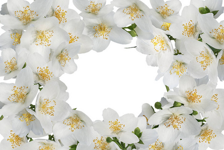 白色背景的茉莉花框架