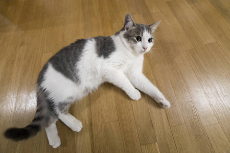 年轻漂亮的小白和灰色的家猫小猫躺在室内的木地板上放松。 保持动物宠物在家里的概念。