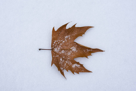 干燥的秋叶躺在雪地上