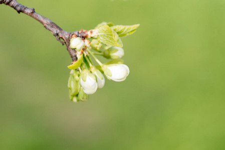 春季开花樱桃白花接近选择性聚焦和浅场深