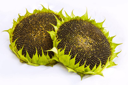 白色背景下分离成熟种子未成熟的黄色和橙色向日葵带籽向日葵,成熟可