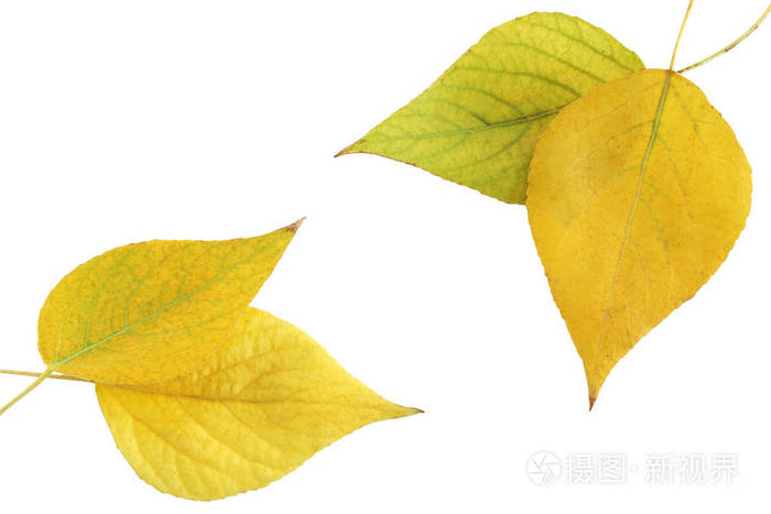 白色背景下白杨树叶子的秋季