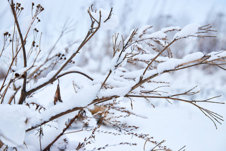 冬天公园里有雪的云杉和树木。 雪树。