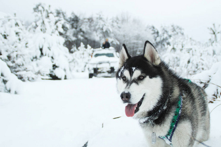 哈士奇狗在山上跑。 雪峰。 遛狗。 徒步旅行。 喀尔巴阡山脉的狼。 黑白狗和雪。