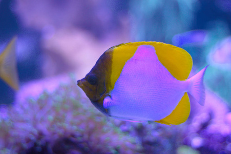 水族馆中的黄色金字塔形蝴蝶鱼海米塔里希斯多叶