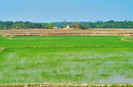 平原上多汁的稻田，背景是巴戈郊区缅甸的小佛寺。