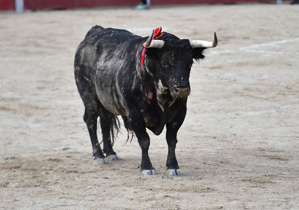 西班牙黑牛在斗牛场奔跑