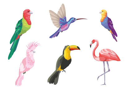 热带鸟类奇异自然矢量图