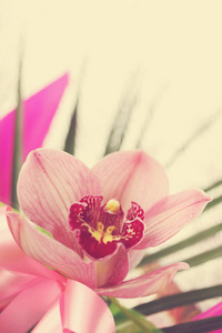花束中美丽的粉红色兰花科