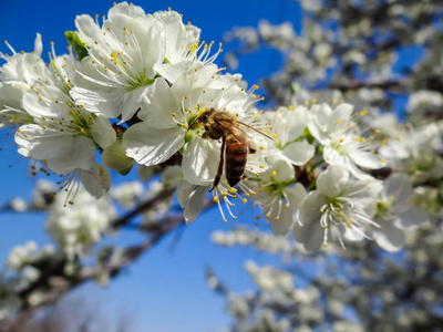 从鲜花中采蜜的蜜蜂多彩春景