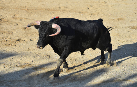 西班牙的公牛在斗牛中奔跑