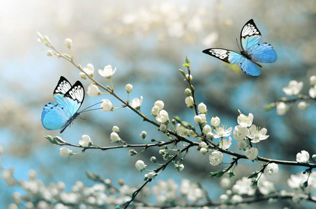 樱花在野生和蝴蝶。 春天。