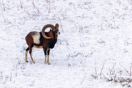 冬季野生动物中的迷彩雄性奥维斯穆西蒙