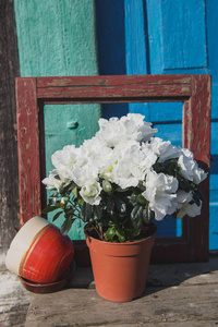 春天在草地上的一个罐子里开着一朵白色的花。壶杯里的一株植物的构图和窗户上的一个盒子的照片。早上的太阳。