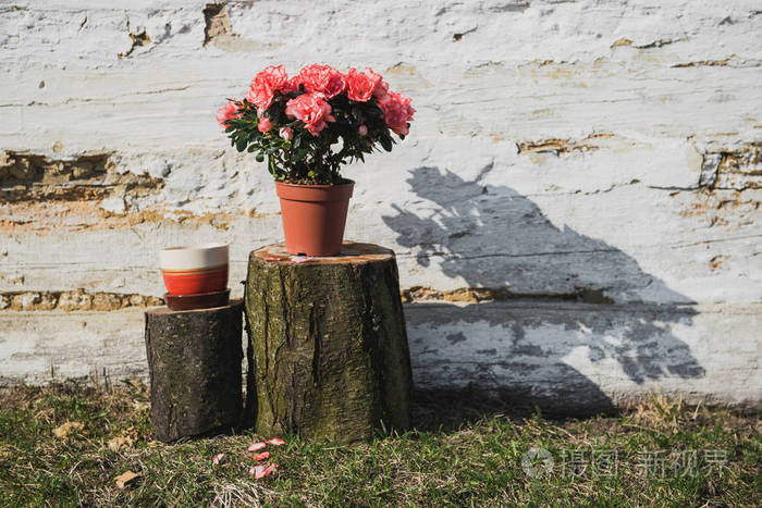 春天的组成。在房子的墙的背景上，把花放在锅里。在白色的木墙的背景上种植框架。阳光和温暖的照片。