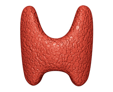 白色背景上的甲状腺。 内分泌系统的临床评价。 三维插图