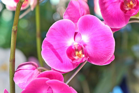 热带的粉红色兰花
