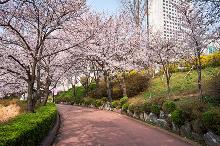 街子古镇樱花公园图片