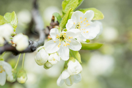 春季开花樱桃白花接近选择性聚焦和浅场深
