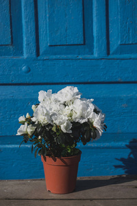 春天。瓶子里放着白色的花，杯子放在蓝色的木门的背景上。从窗框上棕色的杯子和温暖的春天的太阳的影子组成的照片。