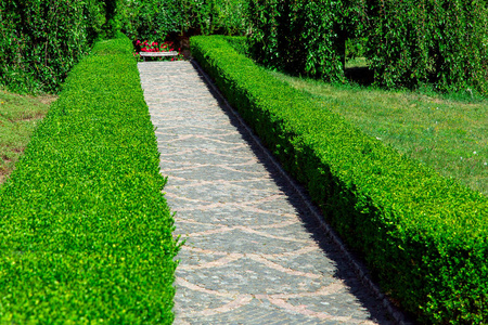 柏木树篱从落叶灌木丛中形成了一个绿色的区域，花园里有一块铺路石。