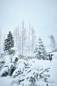 冬天公园里有雪的云杉和树木。 雪树。