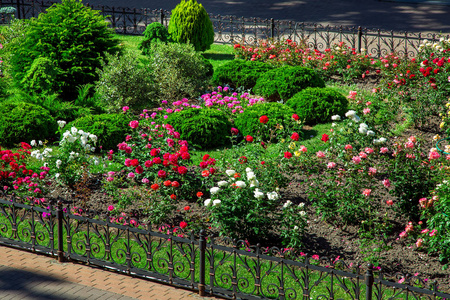 花坛与美化灌木玫瑰与花蕾和常青圆形灌木丛后面的黑色铁栅栏。