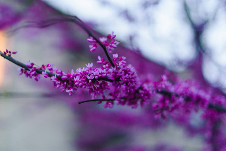 紫丁香的枝条。 还没有开花的丁香花序。 树枝上的紫罗兰小花。 春天早期的一簇簇花。 春天的花。