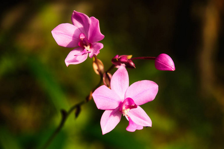 异国情调的罕见五颜六色的热带花。粉红色的兰花。特写。斯里兰卡美丽明亮的花朵