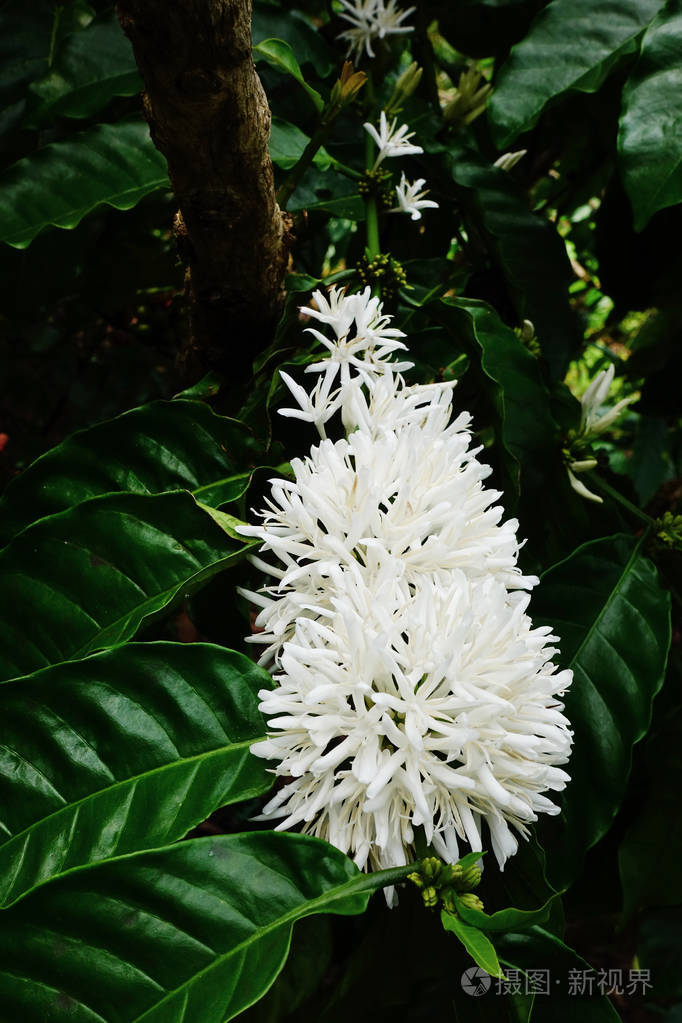 咖啡树开花白色花朵近景