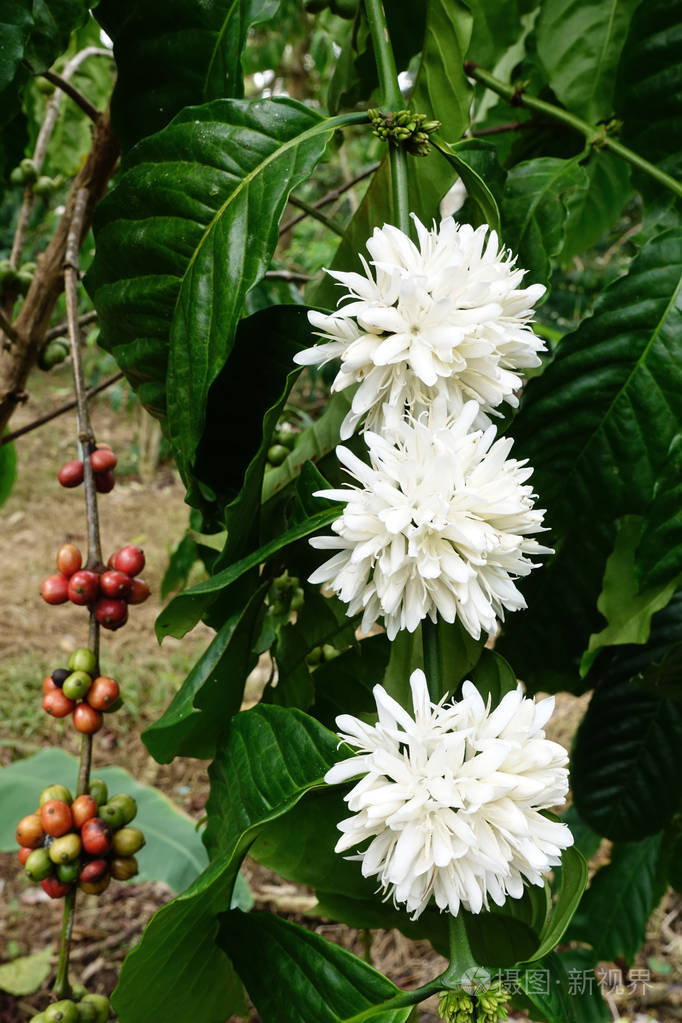 咖啡树开花白色花朵近景