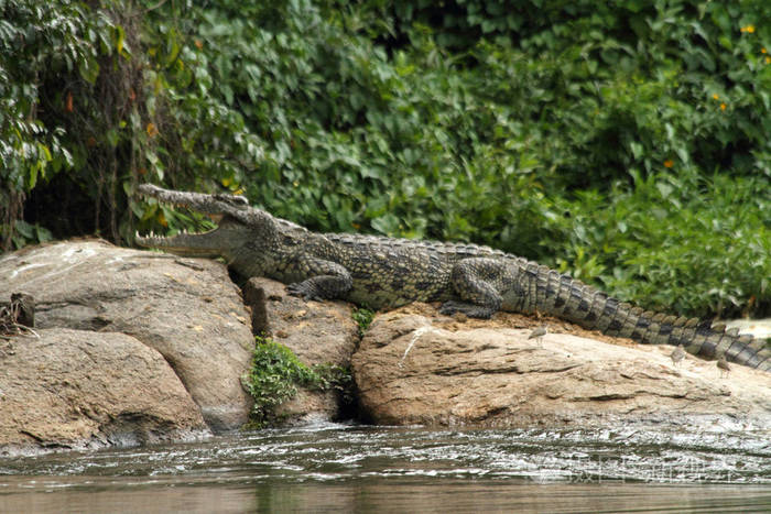一条鳄鱼在乌干达尼罗河的岩石上晒太阳